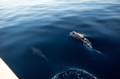 Dolphin Cruise